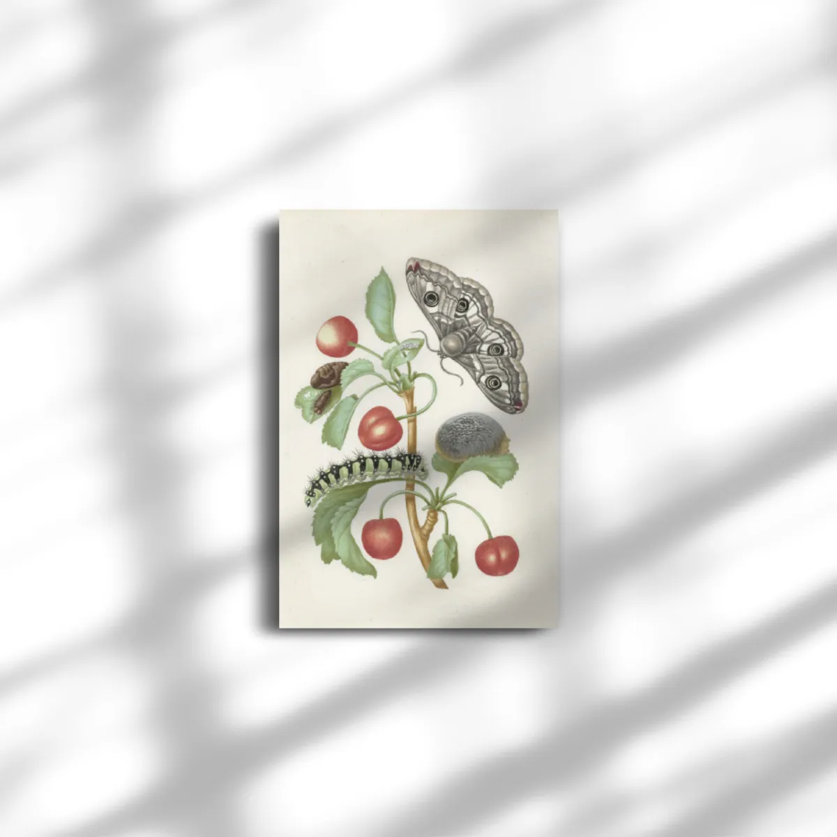 Premium-Leinwand Merian