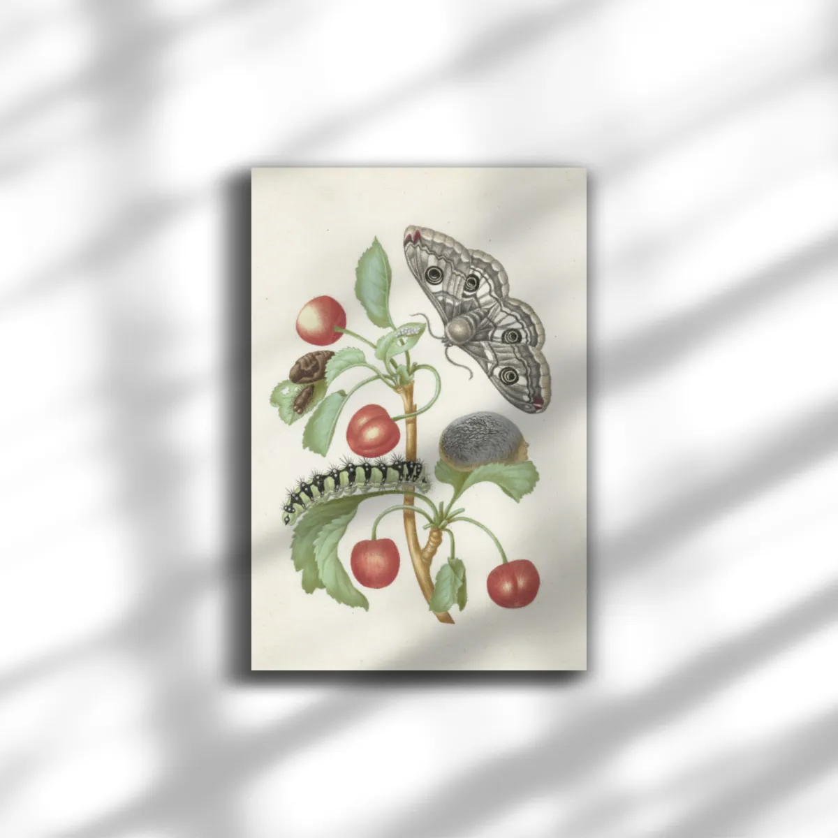 Premium-Leinwand Merian