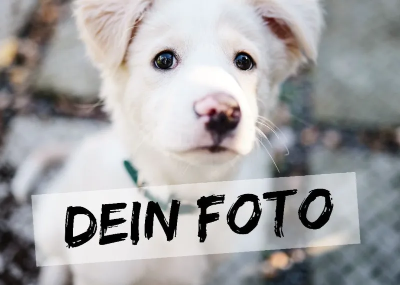 Fußmatte personalisiert mit Foto - Geschenkidee für Familie, Paare, zum Einzug - Türvorleger mit Bild bedruckt 1 Foto 70 x 50 cm