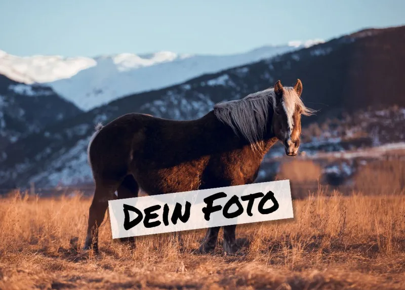 Fotopuzzle mit eigenem Bild - Fotopuzzle selbst gestalten 1000 Teile - Schachtel Skandipferde- Puzzle mit Foto personalisiert - Geschenk Geburtstag, Pferdefans Skandipferde 1000 Teile Quer
