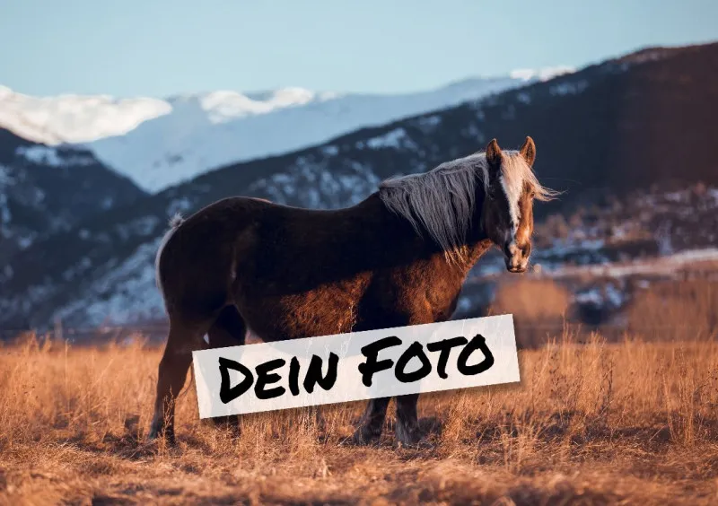 Fotopuzzle mit eigenem Bild - Fotopuzzle selbst gestalten 1000 Teile - Schachtel Skandipferde- Puzzle mit Foto personalisiert - Geschenk Geburtstag, Pferdefans Skandipferde 1000 Teile Quer