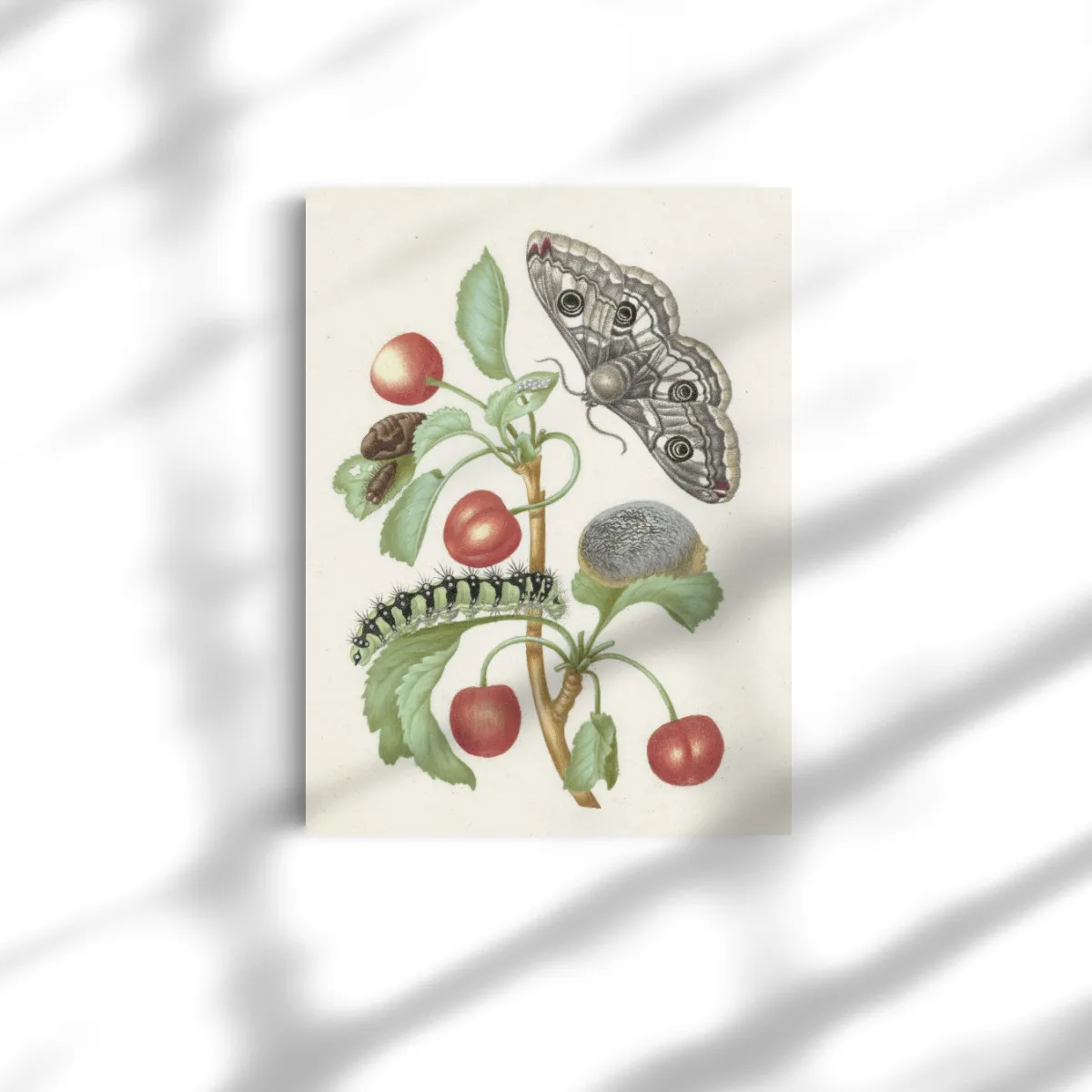 Premium-Leinwand Merian