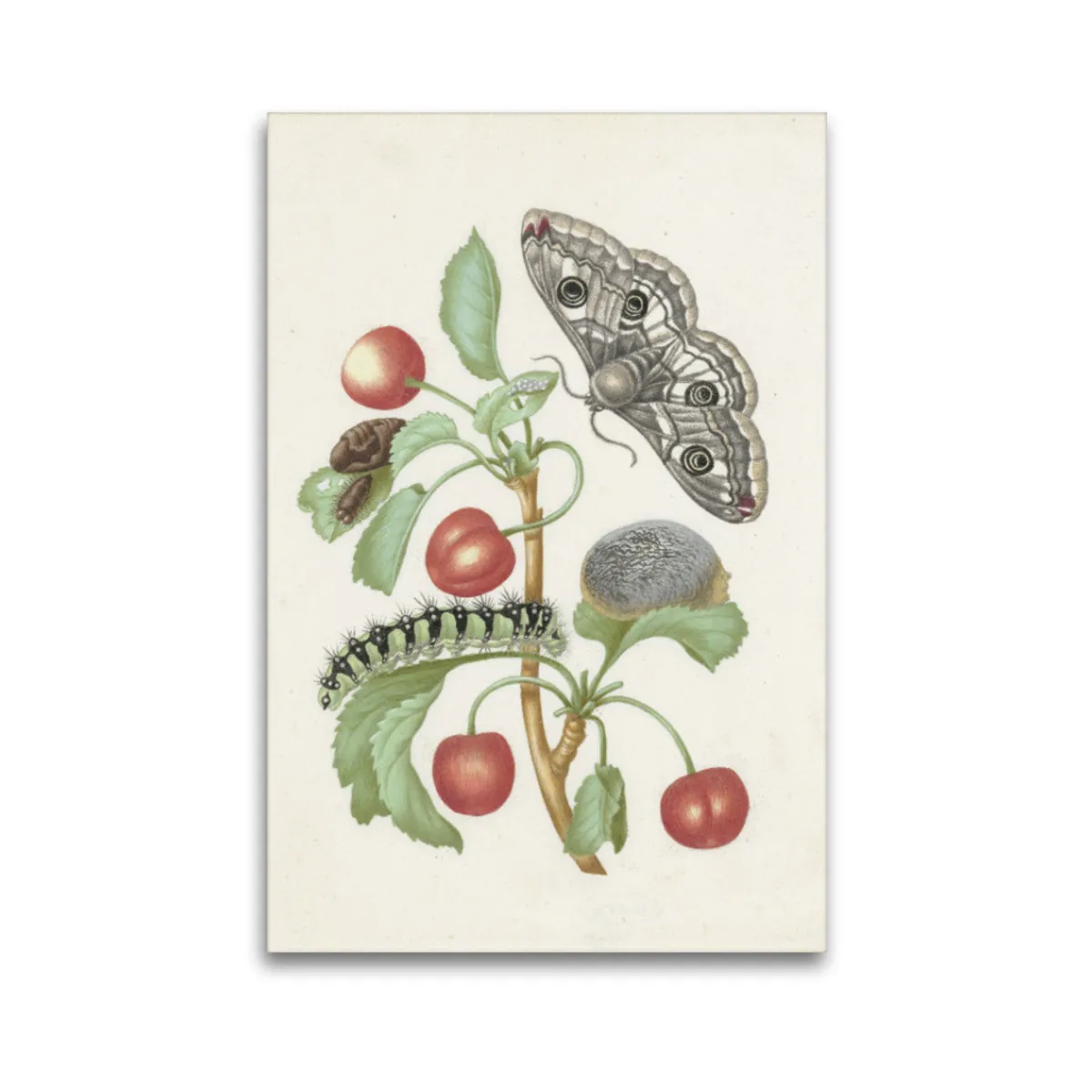 Premium-Leinwand Merian