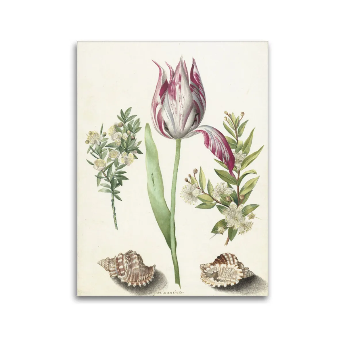 Premium-Leinwand Merian