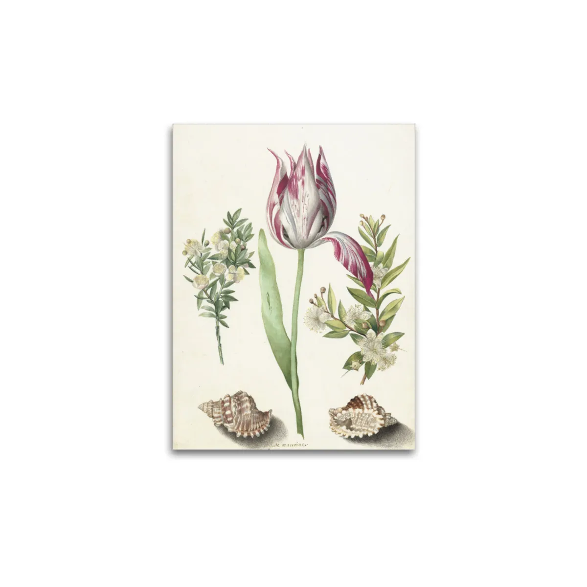 Premium-Leinwand Merian