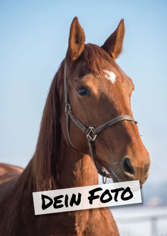 Fotopuzzle mit eigenem Bild - Fotopuzzle selbst gestalten 1000 Teile - Schachtel Skandipferde- Puzzle mit Foto personalisiert - Geschenk Geburtstag, Pferdefans Skandipferde 1000 Teile Quer