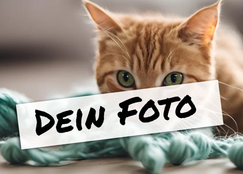 Fotopuzzle mit eigenem Bild - Puzzle selbst gestalten 1000 Teile - Schachtel Meow - mit Foto personalisiert - Geschenk Katzenfans Meow 1000 Teile Quer