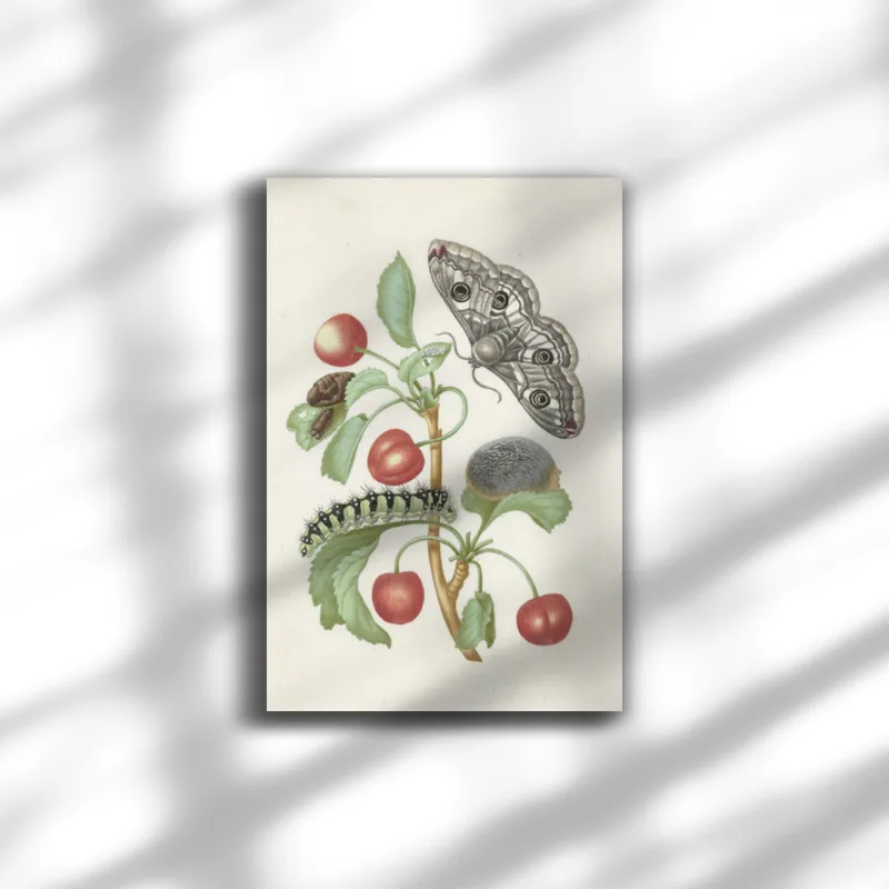 Premium-Leinwand Merian