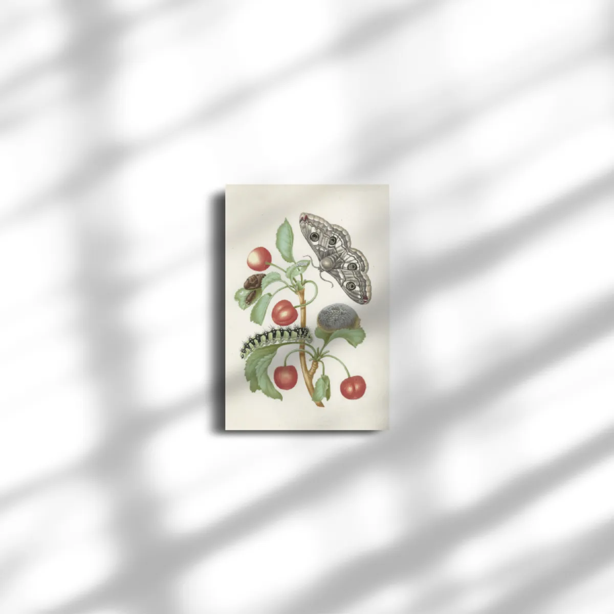 Premium-Leinwand Merian