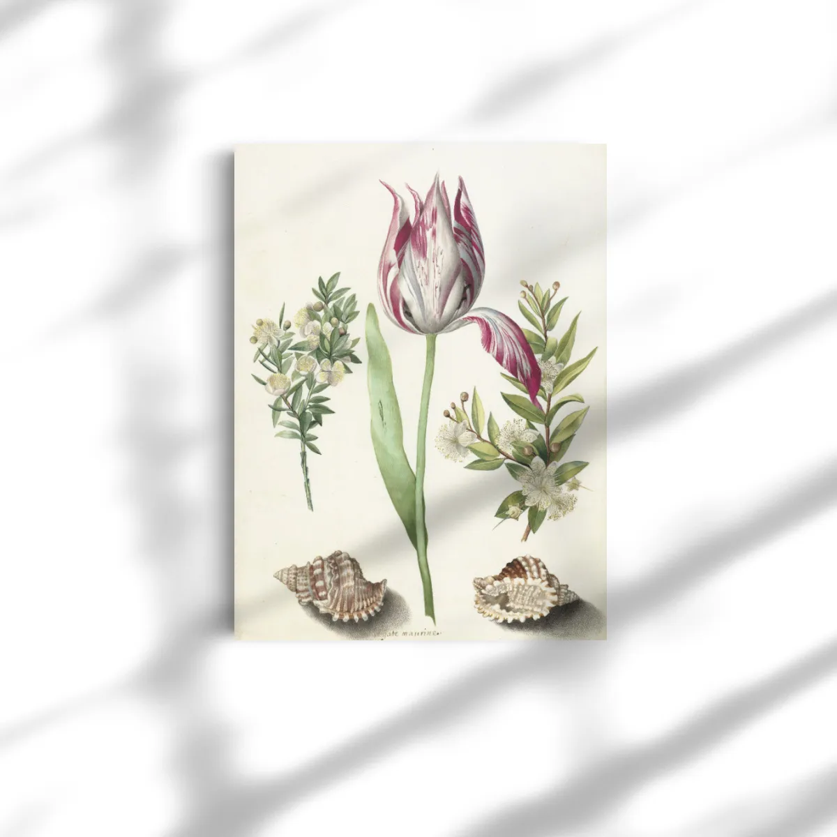 Premium-Leinwand Merian