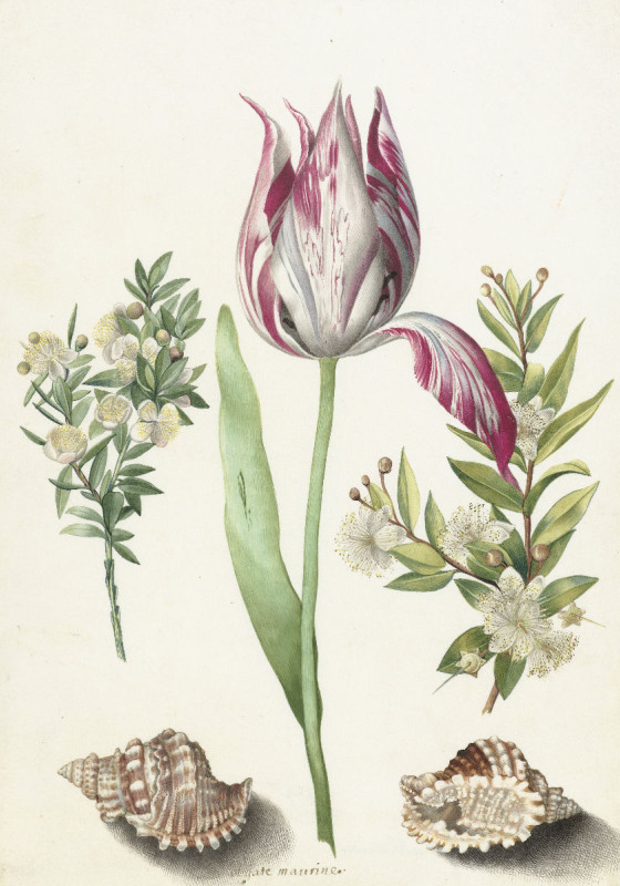 Duschvorhang Merian - Tulpe, zwei Myrtenzweige und zwei Muscheln