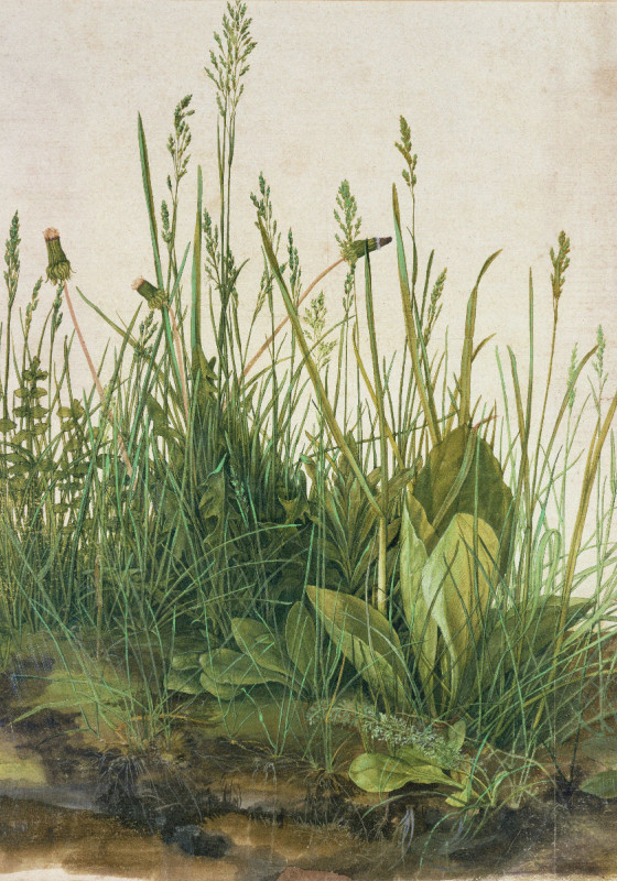 Duschvorhang Dürer - Das grosse Rasenstück