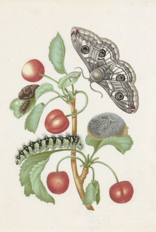 Motivbettwäsche Merian - Transformation des Nachtpfauenauges Baumwolle