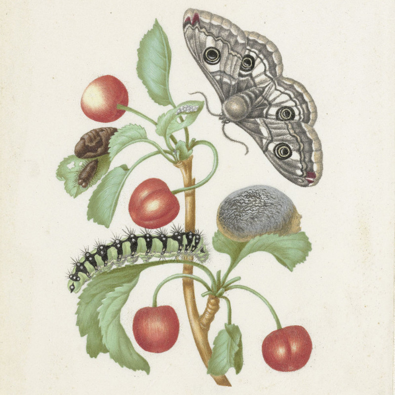 Motivbettwäsche Merian - Transformation des Nachtpfauenauges Baumwolle